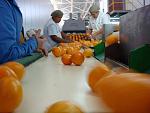 agro-noticias/attachments/10362-citricos-tangelos-exportacion-peru.jpg