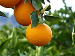 agro-noticias/attachments/10531-citricos-naranjas.jpg