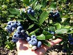 agro-noticias/attachments/10773-arandanos-blueberries.jpg