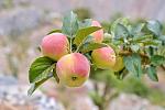 agro-noticias/attachments/10880-productores-manzanas-viscas.jpg