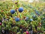 agro-noticias/attachments/11013-calafate-berries.jpg