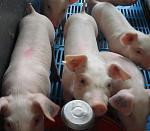 agro-noticias/attachments/11094-carne-cerdo-produccion-peru.jpg