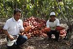 agro-noticias/attachments/11296-cacao-peru-agricultura.jpg
