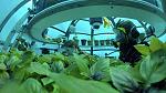 agro-noticias/attachments/11314-horticultura-submarino.jpg