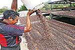 agro-noticias/attachments/11317-cacao-peru-produccion.jpg