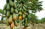 agro-noticias/attachments/11349-papaya-bolivia-exportacion.jpg