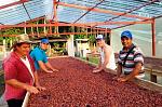 agro-noticias/attachments/11367-produccion-cacao-peru-sanmartin.jpg