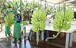 agro-noticias/attachments/11579-banana-agricultur-piura.jpg