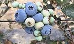 agro-noticias/attachments/11646-blueberries-valle-y-pampa.jpg