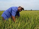 agro-noticias/attachments/11670-arroz-produccion-peru.jpg