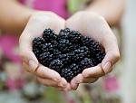 agro-noticias/attachments/11672-berries-agricultura.jpg