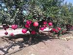 agro-noticias/attachments/11695-granada-pomegranate-peru.jpg