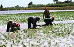 agro-noticias/attachments/11822-agricultura-arroz-exportacion.jpg