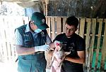 agro-noticias/attachments/12036-vacunan-cerdos-porcina-ancash-andina.jpg