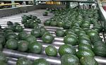 agro-noticias/attachments/12109-colombia-hass-palta-aguacate.jpg