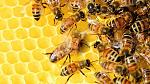 agro-noticias/attachments/12122-abejas-especie-ms-importante-del-mundo-colmena.jpg