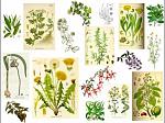 agro-noticias/attachments/12124-plantas-medicinales-mas-efectivas.jpg