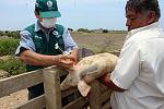 agro-noticias/attachments/12131-lambayeque-porcicultores-vacunacion-andina.jpg