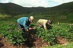 agro-noticias/attachments/12178-peque-os-agricultores-andina.jpg
