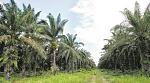 agro-noticias/attachments/12369-agricultura-palma-aceite.jpg