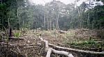 agro-noticias/attachments/12409-deforestacion.jpg
