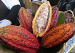 agro-noticias/attachments/12564-cacao-exportaci-n-peru.jpg