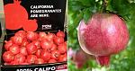 agro-noticias/attachments/12738-pomegranate.jpg