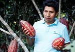 agro-noticias/attachments/12748-cacao-puno-agricultura-cultivo.jpg