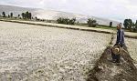 agro-noticias/attachments/12855-perdidas-de-cultivos-de-arroz-valle-de-tambo-bordean-s-2-millones.jpg