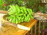 agro-noticias/attachments/12909-exportacion-bananas-alcanza-cifra-record-a-octubre-del-2016.jpg