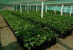 agro-noticias/attachments/13015-bambamarca-instalara-vivero-fruticola-mejorar-cultivos.jpg