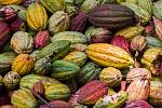 agro-noticias/attachments/13210-agricultores-colombianos-cambiaran-coca-cacao-fruto-nuevo-plan-gobierno.jpg