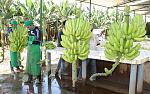 agro-noticias/attachments/13346-tumbes-crea-programa-regional-estrategico-del-banano-organico.jpg