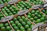 agro-noticias/attachments/13549-palta_hass_colombia.jpg