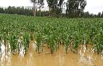 agro-noticias/attachments/13691-cultivos_inundados.jpg