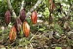 agro-noticias/attachments/13716-cacao-peru-peruano-andina-difusion.jpg
