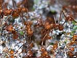 agro-noticias/attachments/13788-hormigas-agricultoras-hongos.jpg