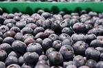 agro-noticias/attachments/13790-blueberries-arandanos-chile.jpg