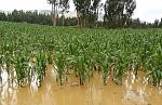 agro-noticias/attachments/13882-maiz-lluvias-inundaciones-ni-o-costero-peru-andina-difusion.jpg