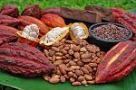 agro-noticias/attachments/15498-cacao.jpg