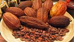 agro-noticias/attachments/15550-cacao01.jpg