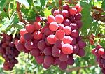 agro-noticias/attachments/15733-grapes-red-01.jpg