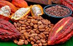 agro-noticias/attachments/15762-mesa-ejecutiva-impulsara-oferta-exportable-de-cacao-y-cafe-0.jpg