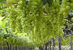 agro-noticias/attachments/16115-finobrasa-grapes.jpg