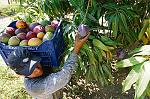 agro-noticias/attachments/16643-mango-fruta.jpg