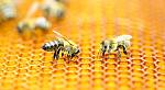 agro-noticias/attachments/17002-abejas-enjambre.jpg