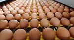 agro-noticias/attachments/17543-huevos-huevos.jpg