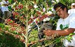 agro-noticias/attachments/18244-actualidad-produccion-cafe-advierten-que-exportaciones-2015-cayeron-mas-20-n212513-764x480-23553.jpg