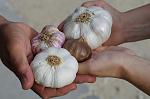 agro-noticias/attachments/18312-zinc-garlic.jpg