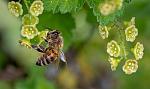 agro-noticias/attachments/18364-francia-primer-pais-prohibir-cinco-pesticidas-que-matan-abejas.jpg